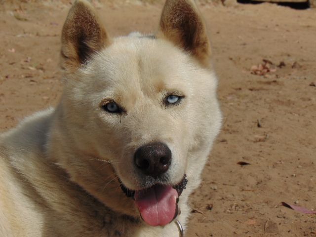 Niles, an adoptable Akita, Samoyed in San Juan Bautista, CA, 95045 | Photo Image 2