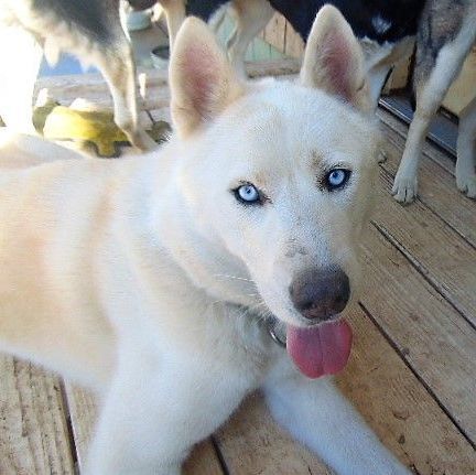 Niles, an adoptable Akita & Siberian Husky Mix in San Juan Bautista, CA_image-4