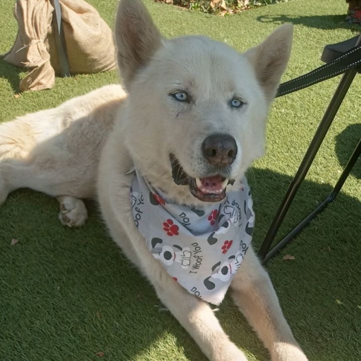 Niles, an adoptable Siberian Husky Mix in San Juan Bautista, CA_image-1