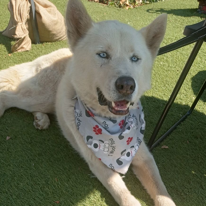 Niles, an adoptable Akita, Samoyed in San Juan Bautista, CA, 95045 | Photo Image 5