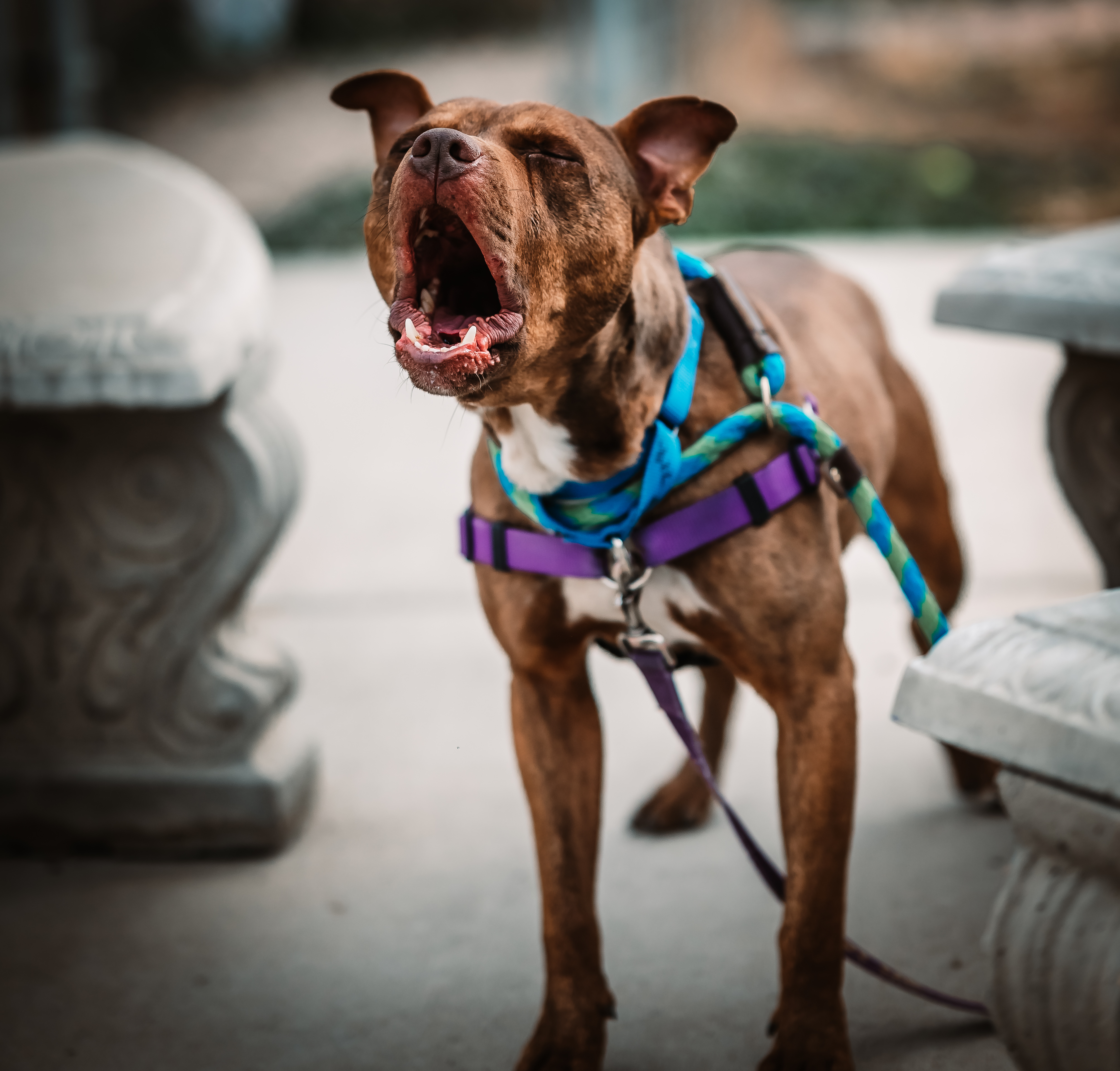 Fudge Brownie, an adoptable Pit Bull Terrier in Pueblo, CO, 81001 | Photo Image 4