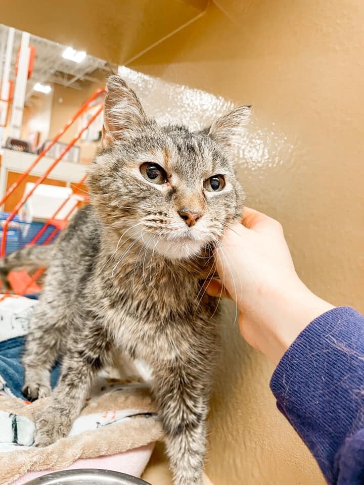 Ethel, an adopted Tabby & Domestic Short Hair Mix in Manhattan, KS_image-2