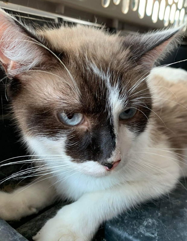 Naomi, an adoptable Siamese, Snowshoe in Littleton, CO, 80127 | Photo Image 1