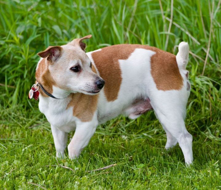 Jersey, an adopted Jack Russell Terrier in Toronto, ON_image-2