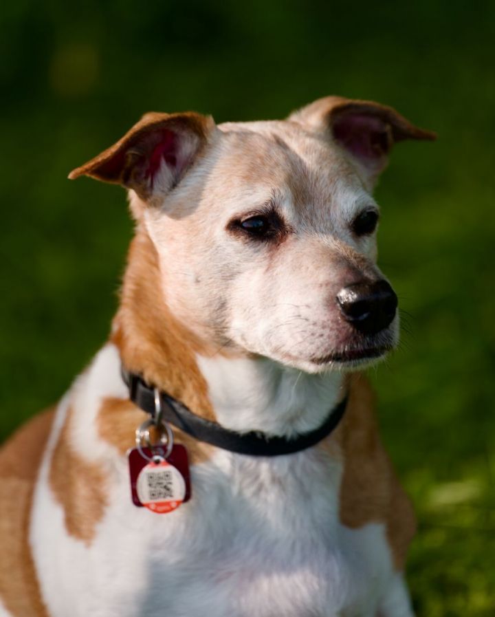 Jersey, an adopted Jack Russell Terrier in Toronto, ON_image-3
