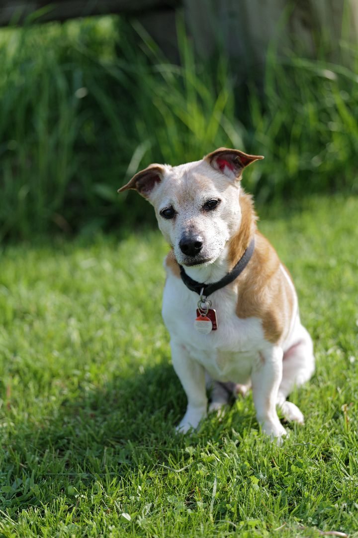 Jersey, an adoptable Jack Russell Terrier in Toronto, ON_image-4