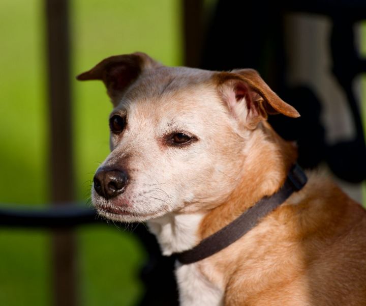 Jersey, an adoptable Jack Russell Terrier in Toronto, ON_image-6