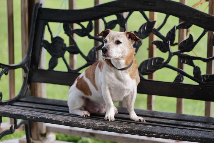 Jersey, an adopted Jack Russell Terrier in Toronto, ON_image-1
