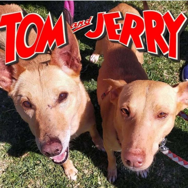 Tom & Jerry, an adoptable Hound in Winchester, VA_image-1