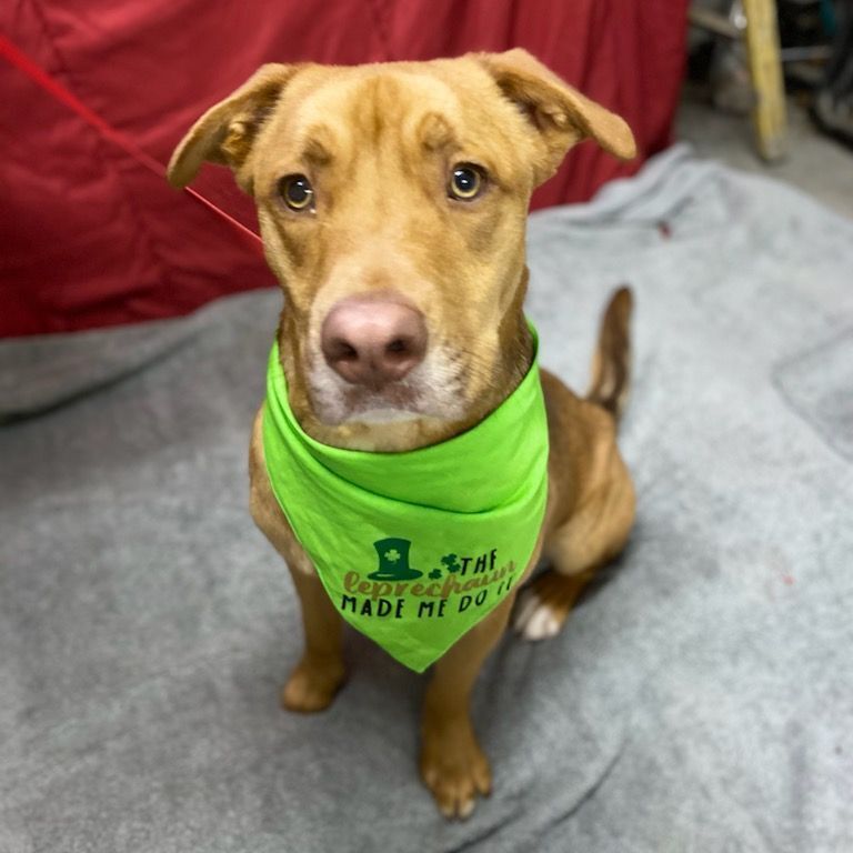 Shaggy, an adoptable Nova Scotia Duck Tolling Retriever, American Staffordshire Terrier in Glocester, RI, 02814 | Photo Image 2