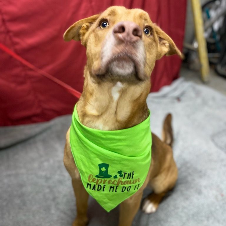 Shaggy, an adoptable Nova Scotia Duck Tolling Retriever, American Staffordshire Terrier in Glocester, RI, 02814 | Photo Image 4