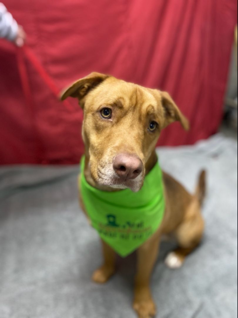 Shaggy, an adoptable Nova Scotia Duck Tolling Retriever, American Staffordshire Terrier in Glocester, RI, 02814 | Photo Image 5