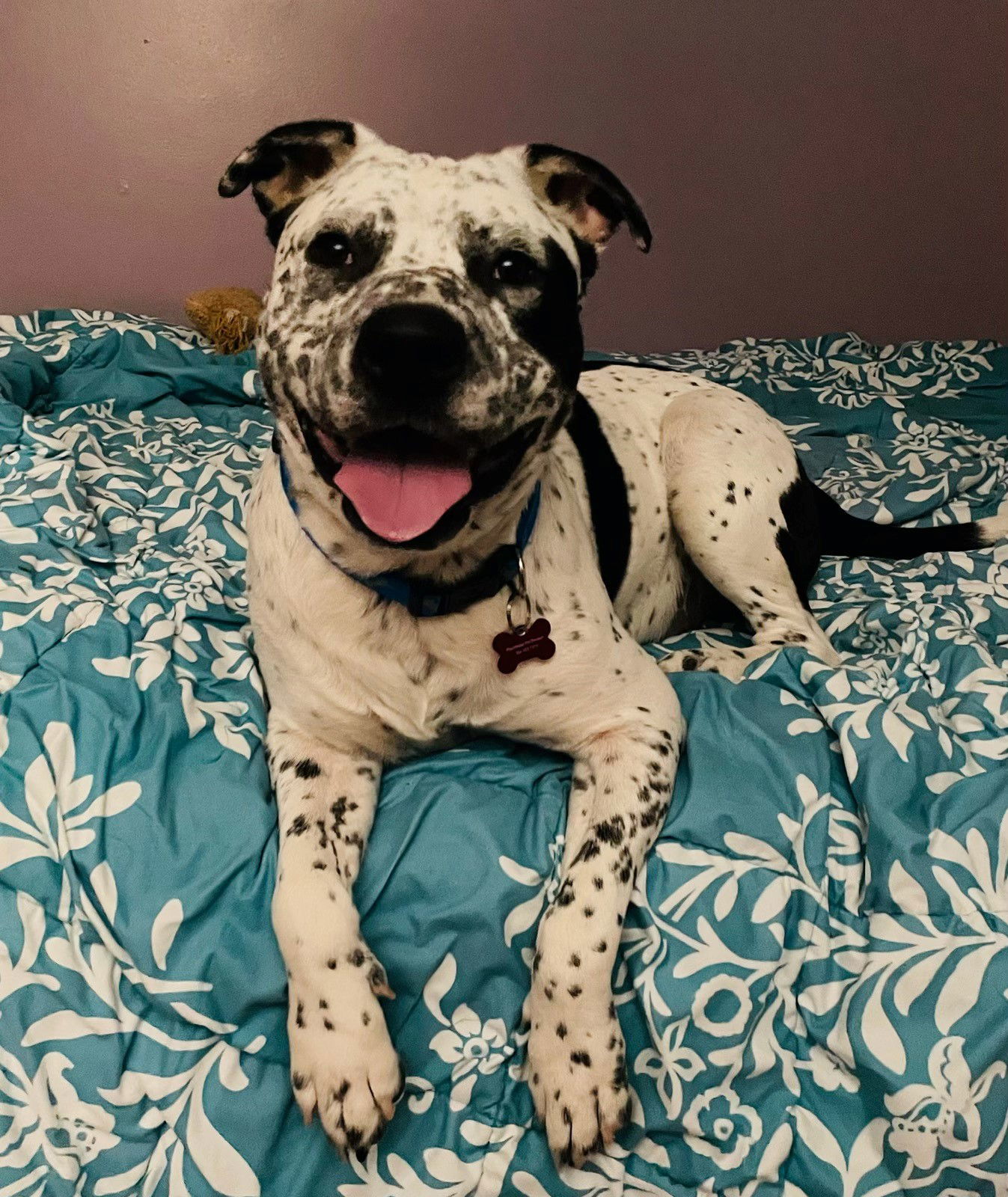 Marshall, an adoptable Australian Cattle Dog / Blue Heeler, American Staffordshire Terrier in Key Largo, FL, 33037 | Photo Image 1