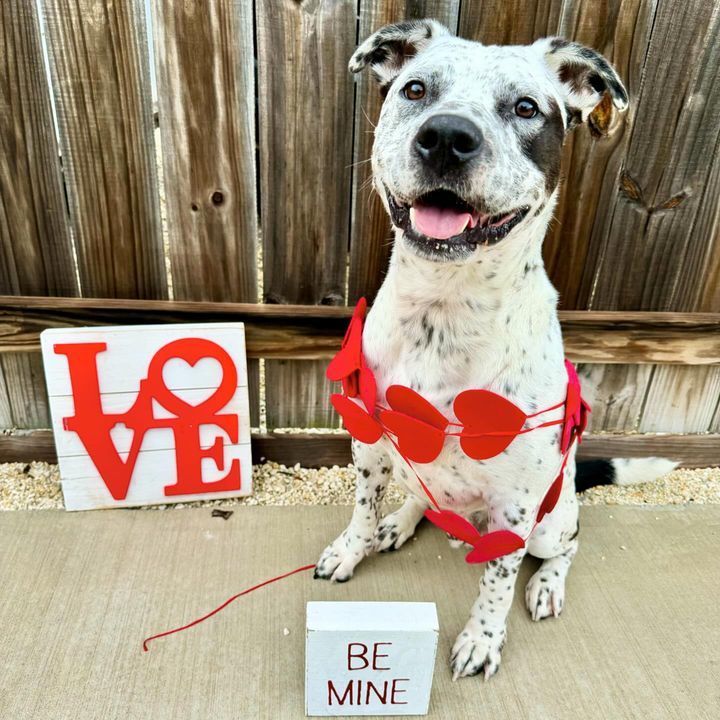 Marshall, an adoptable Australian Cattle Dog / Blue Heeler, American Staffordshire Terrier in Key Largo, FL, 33037 | Photo Image 3