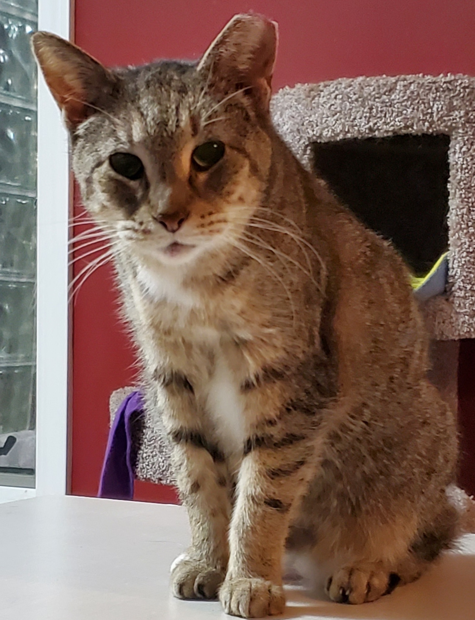Anne Rice, an adoptable Bengal, Abyssinian in Lyons, IL, 60534 | Photo Image 3