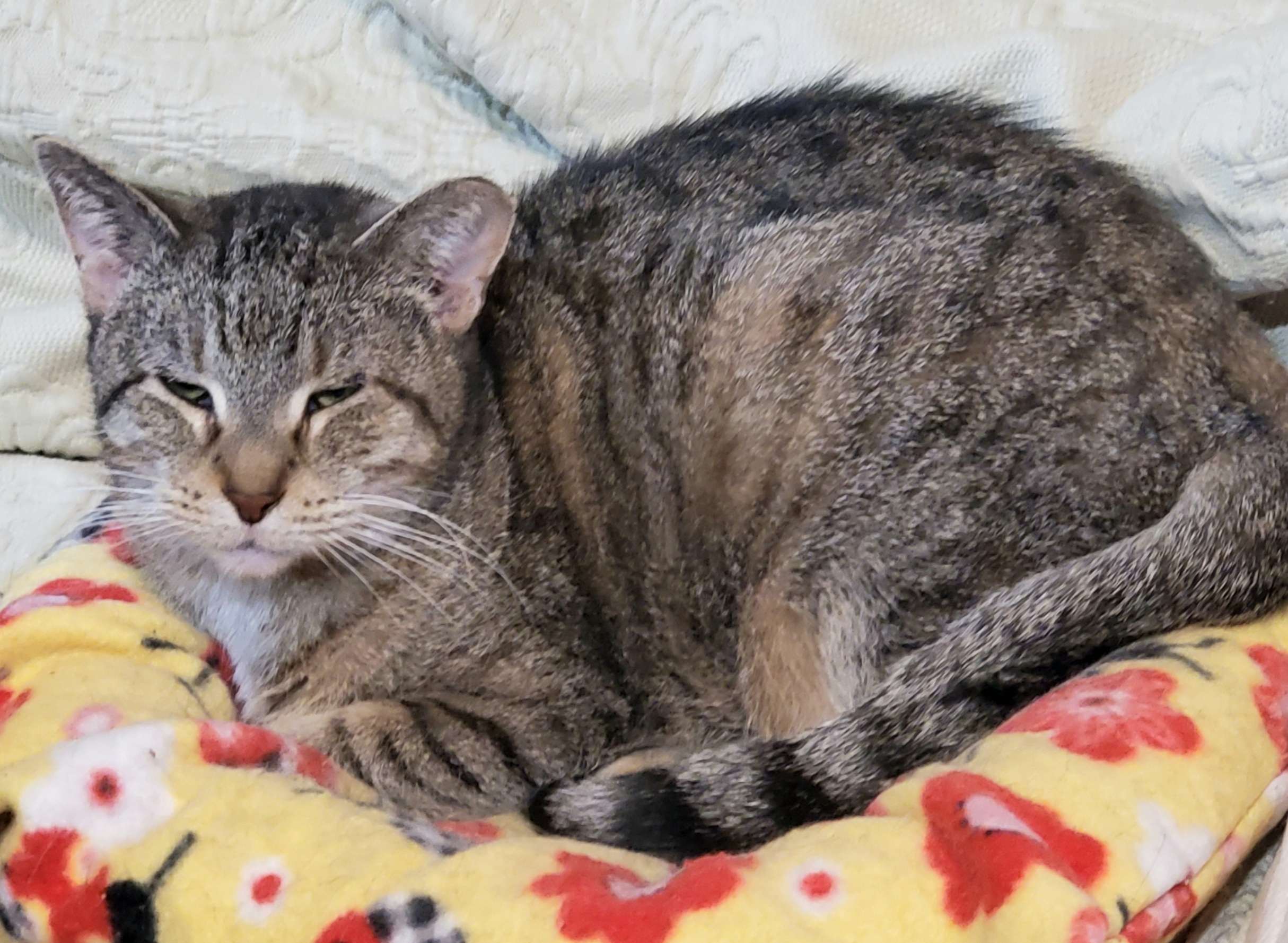 Anne Rice, an adoptable Bengal, Abyssinian in Lyons, IL, 60534 | Photo Image 6