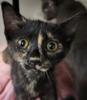 Millie May, Baby Female unknown