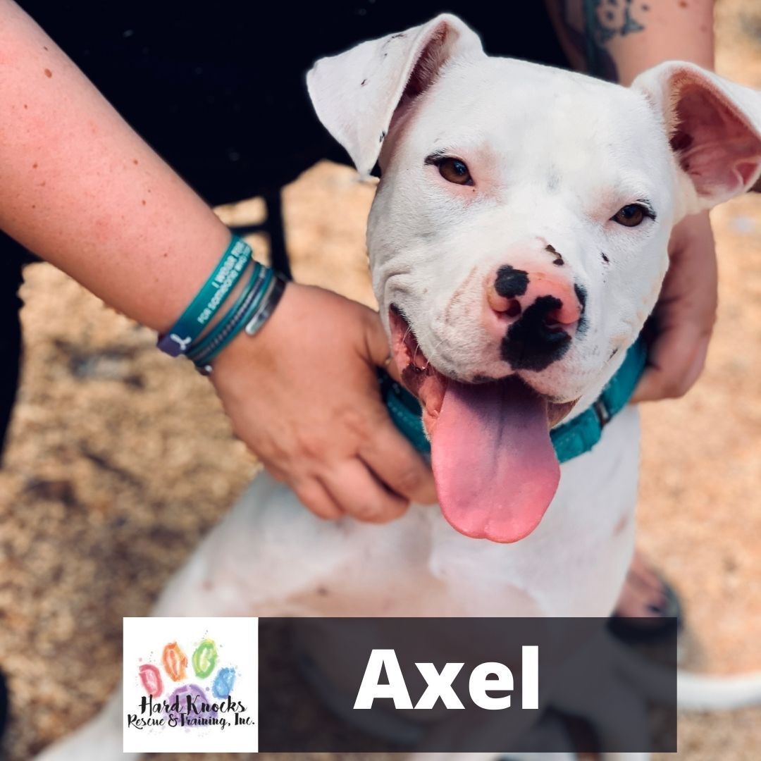 Axel, an adoptable Pit Bull Terrier in Huntsville, AL, 35805 | Photo Image 1