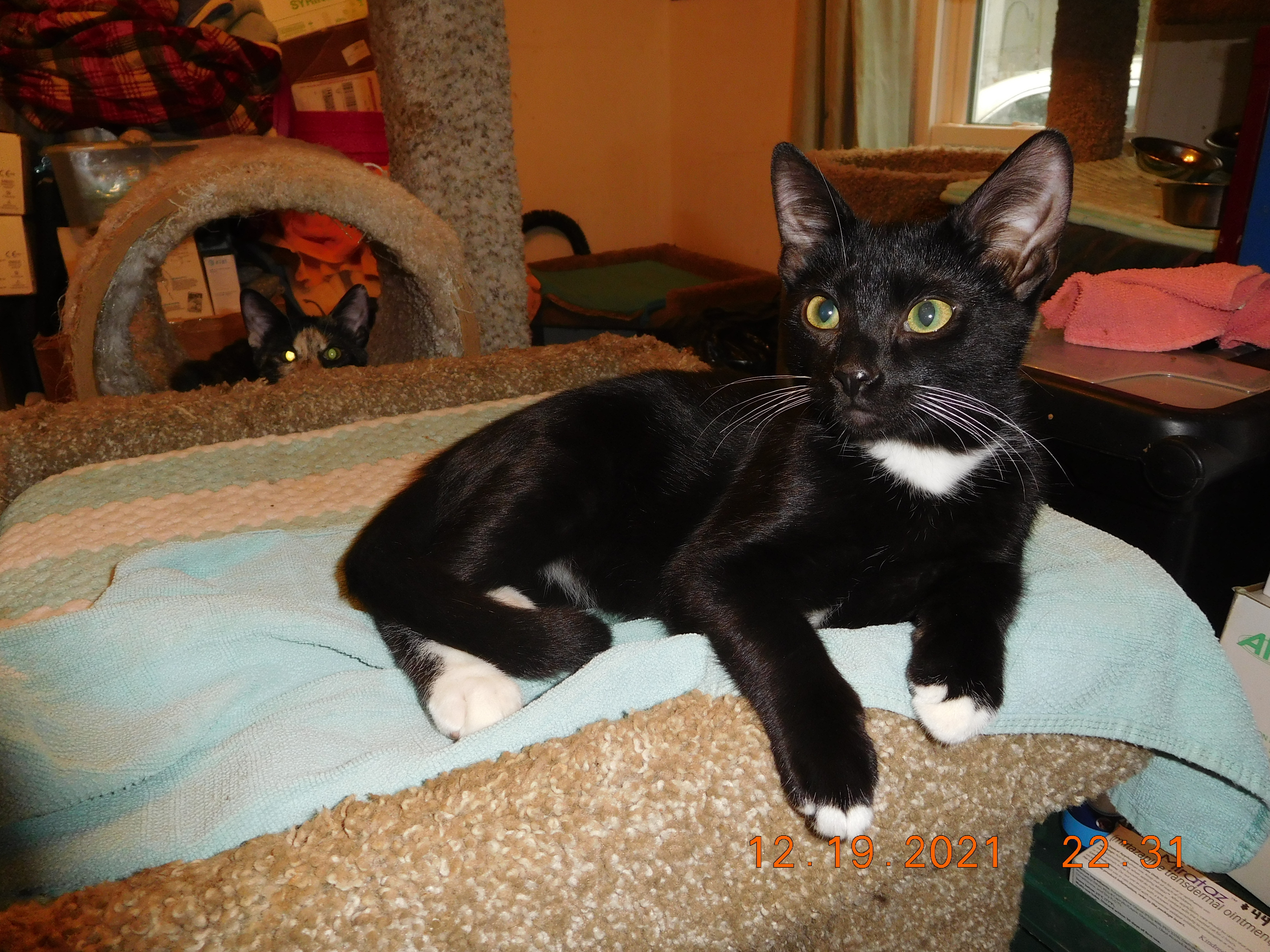 Ares, an adoptable Domestic Short Hair in Memphis, TN, 38120 | Photo Image 3
