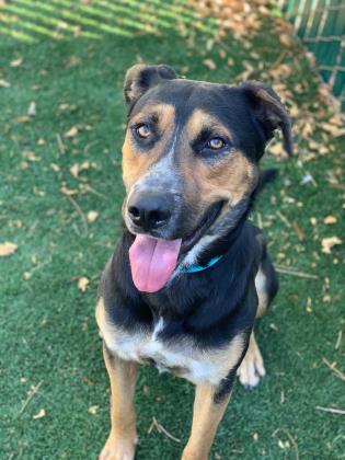 Calix, an adoptable Shepherd, Rottweiler in Portland, OR, 97233 | Photo Image 1