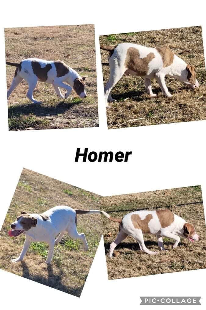 Homer, an adoptable Labrador Retriever, Terrier in North Granby, CT, 06060 | Photo Image 2