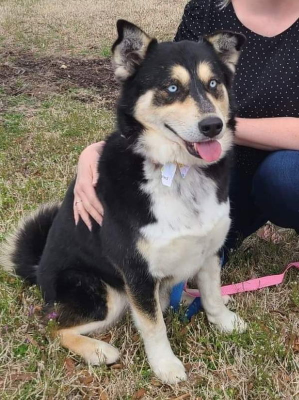 Buddy - Fee Sponsored!, an adoptable Siberian Husky, Shepherd in Millersville, MD, 21108 | Photo Image 1