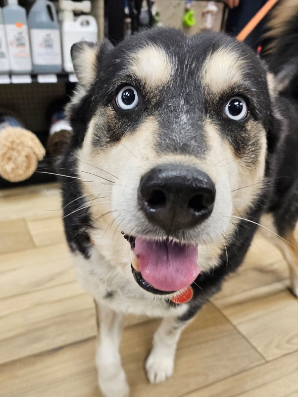 Buddy - Fee Sponsored!, an adoptable Siberian Husky, Shepherd in Millersville, MD, 21108 | Photo Image 2