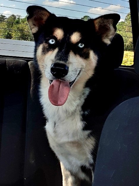 Buddy - Adoption Fee Sponsored!, an adoptable Siberian Husky, Shepherd in Millersville, MD, 21108 | Photo Image 3