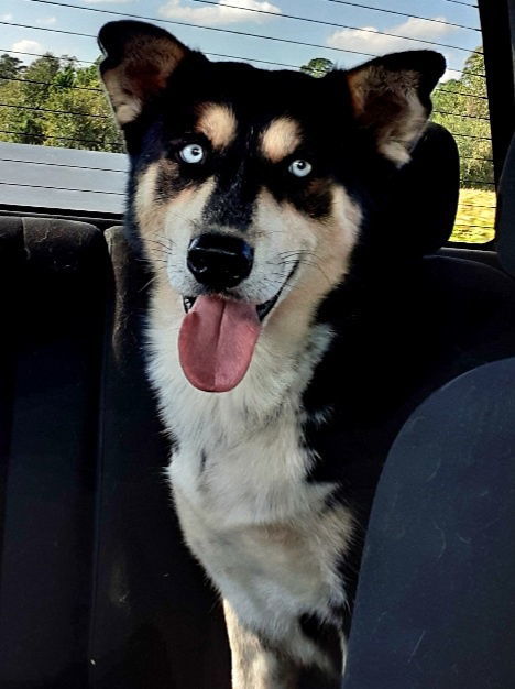 Buddy - Fee Sponsored!, an adoptable Siberian Husky, Shepherd in Millersville, MD, 21108 | Photo Image 3