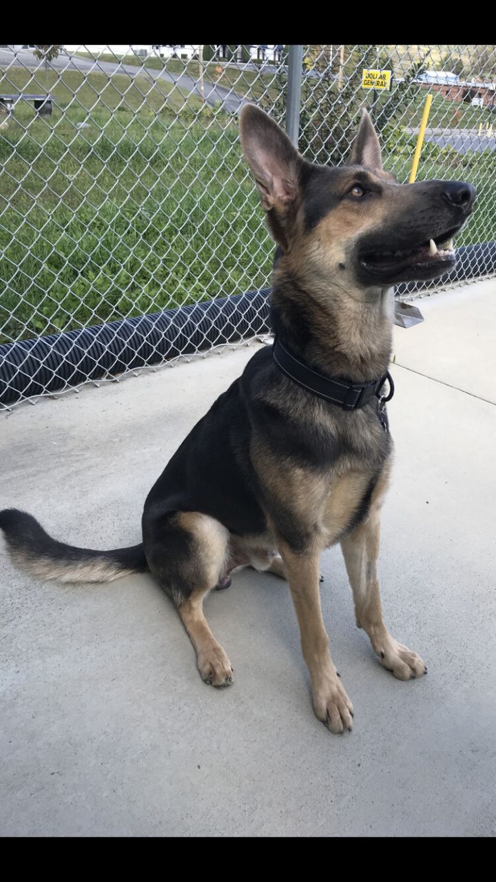 Ryder, an adoptable German Shepherd Dog in Blountville, TN_image-1