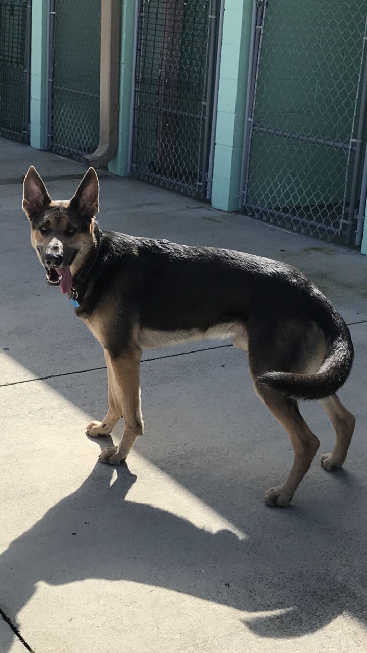 Ryder, an adoptable German Shepherd Dog in Blountville, TN_image-2
