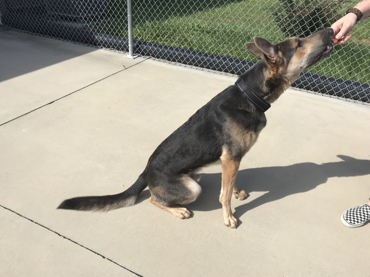 Ryder, an adoptable German Shepherd Dog in Blountville, TN_image-5