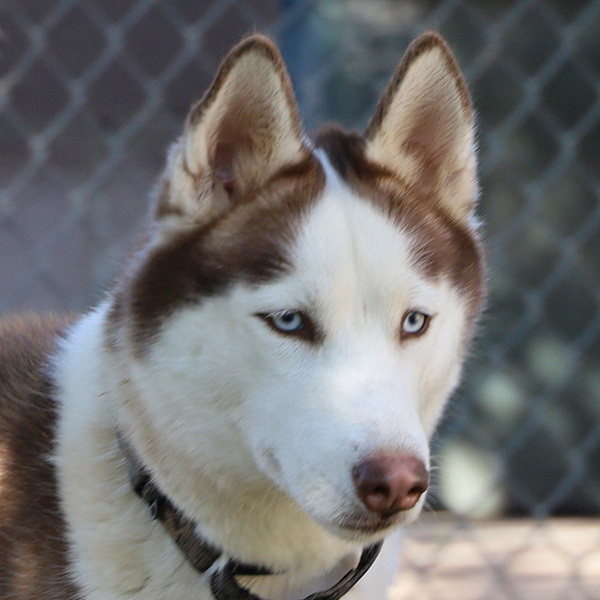 Dog for adoption - Gucci Puppy, a Husky in Hastings, NE