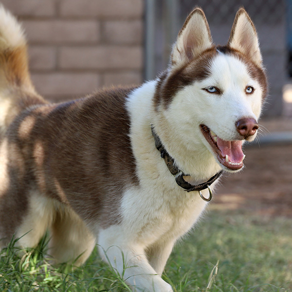 Dog for adoption - Gucci Puppy, a Husky in Hastings, NE