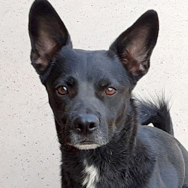 can a australian shepherd and a schipperke be friends