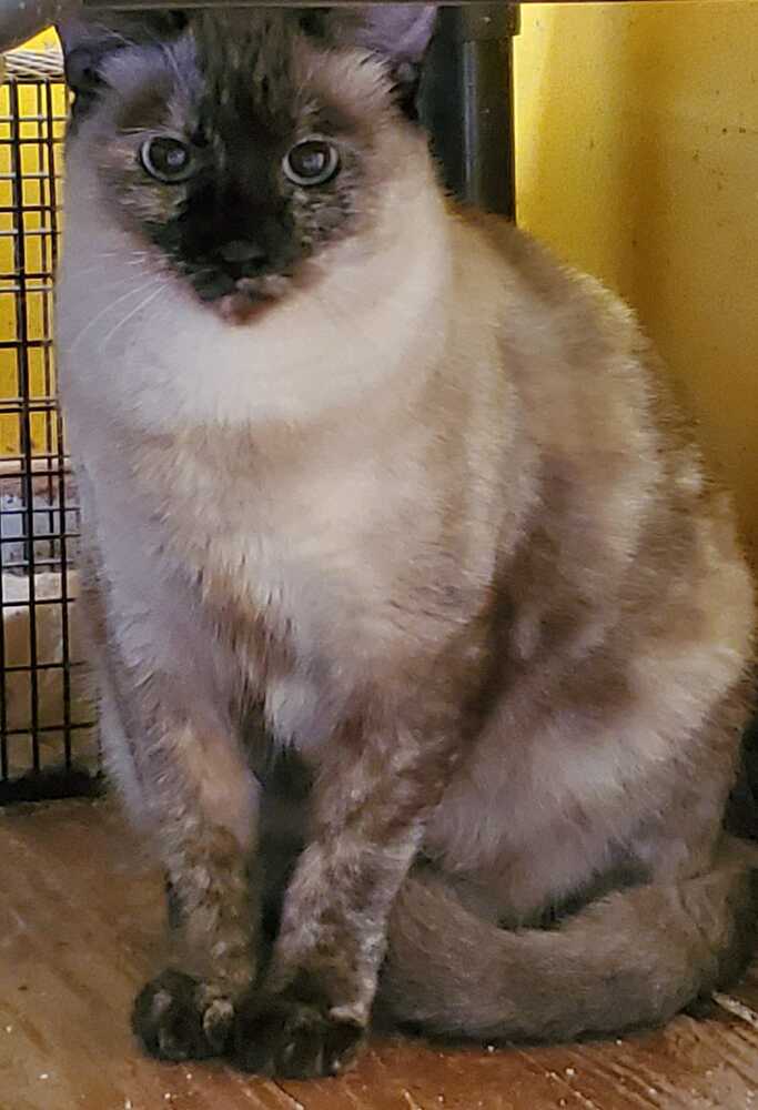 Paulette, an adoptable Siamese in Scott, LA, 70583 | Photo Image 1