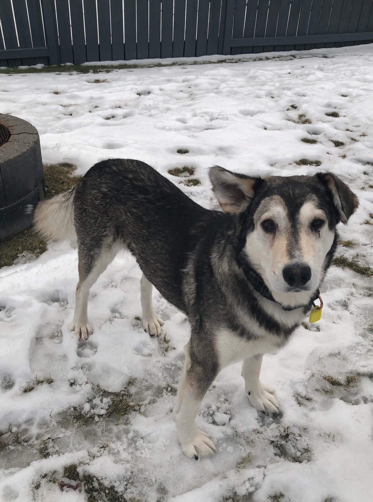Benny, an adoptable Mixed Breed in Saskatoon, SK, s7h 3a1 | Photo Image 1