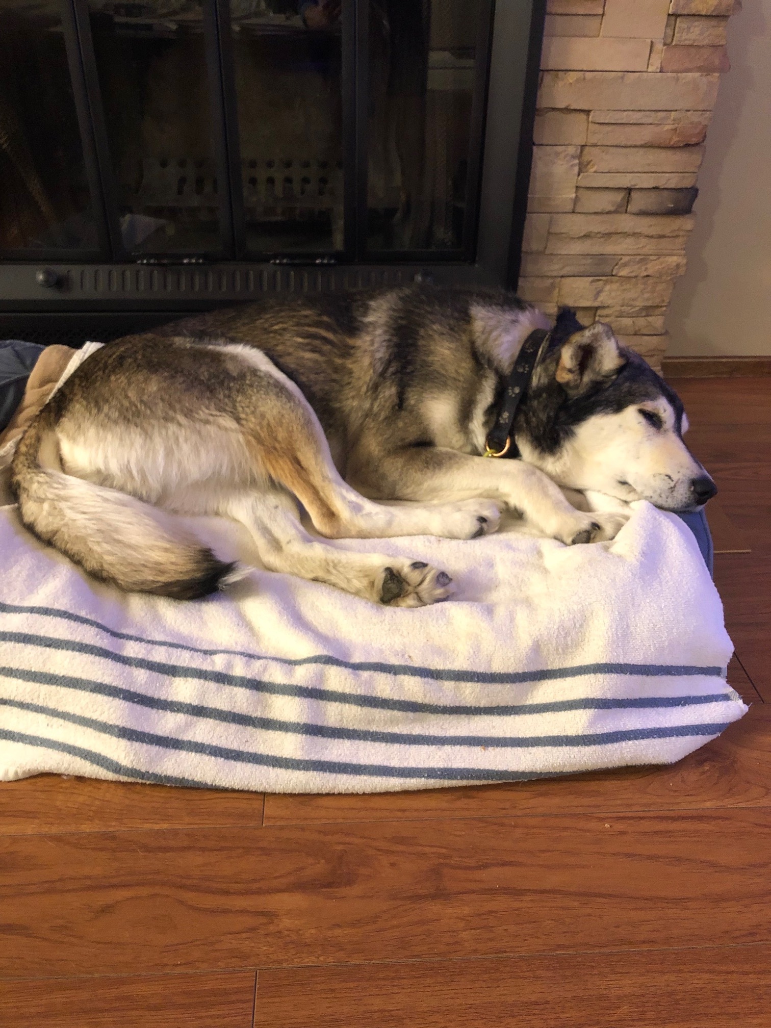 Benny, an adoptable Mixed Breed in Saskatoon, SK, s7h 3a1 | Photo Image 2