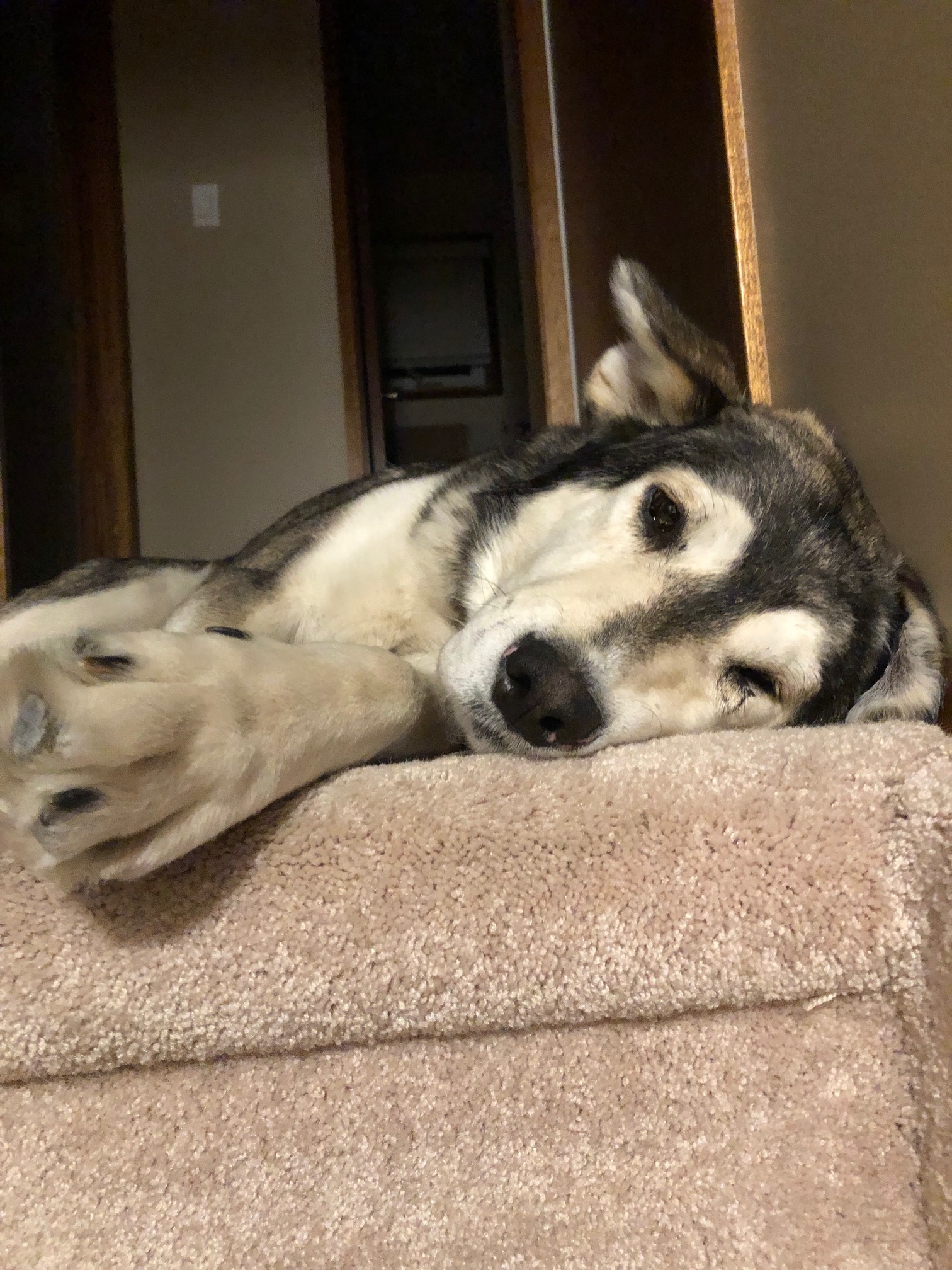 Benny, an adoptable Mixed Breed in Saskatoon, SK, s7h 3a1 | Photo Image 4