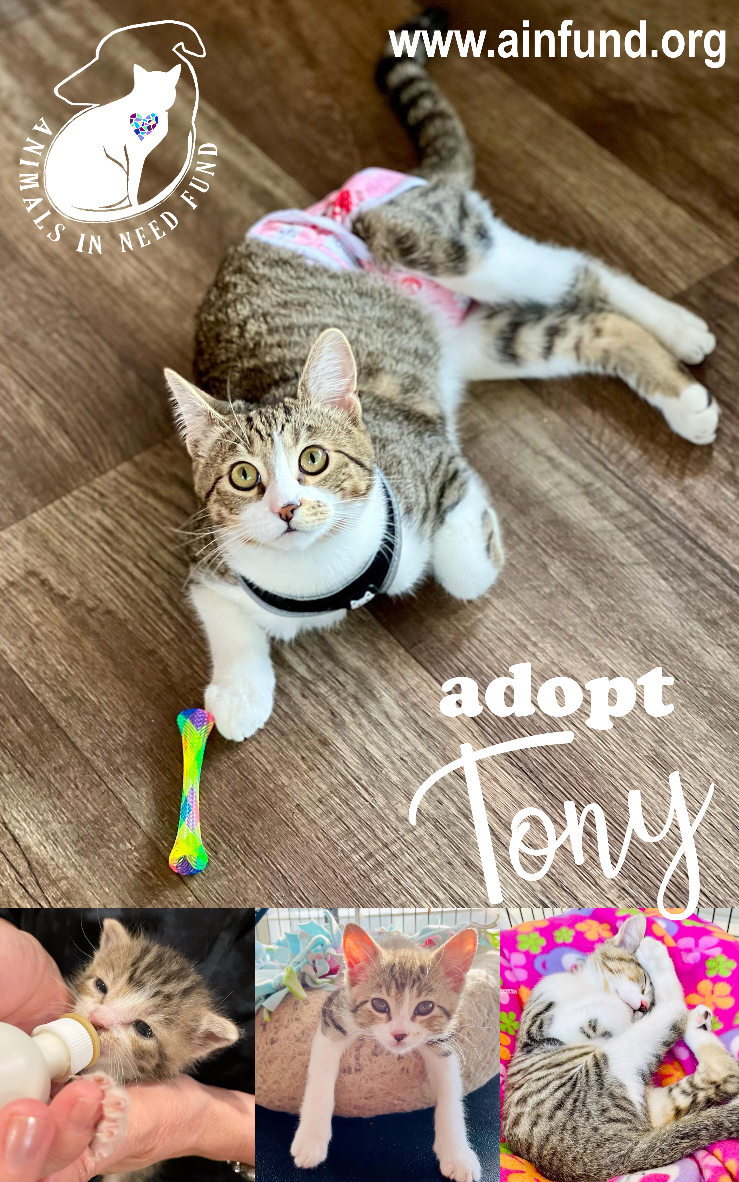 Cat for adoption - Tony the Tiger, a Domestic Short Hair in