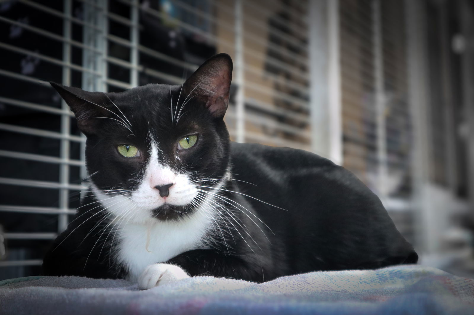 Andre, an adoptable Domestic Short Hair in Margate, FL, 33068 | Photo Image 1