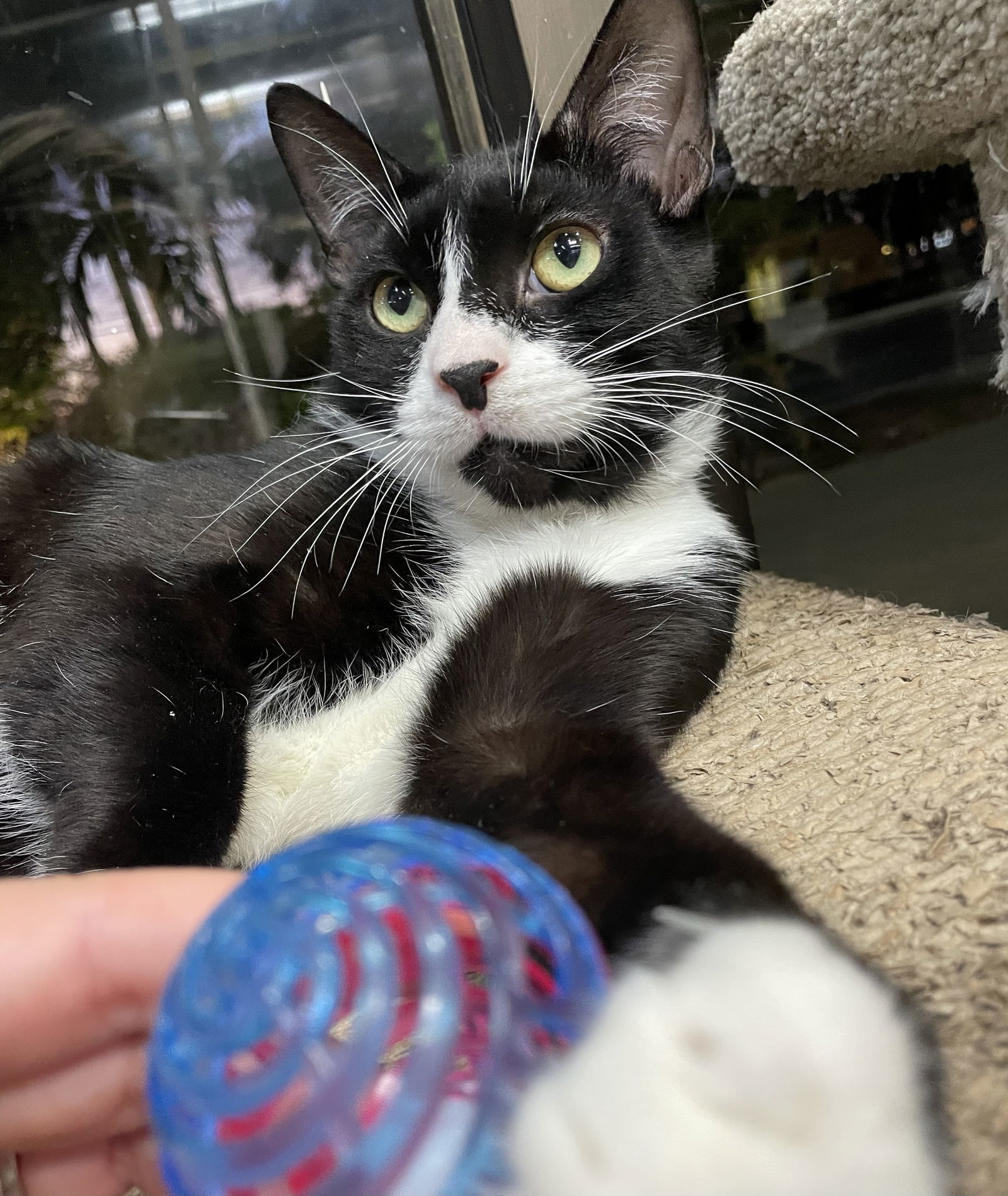 Andre, an adoptable Domestic Short Hair in Margate, FL, 33068 | Photo Image 5