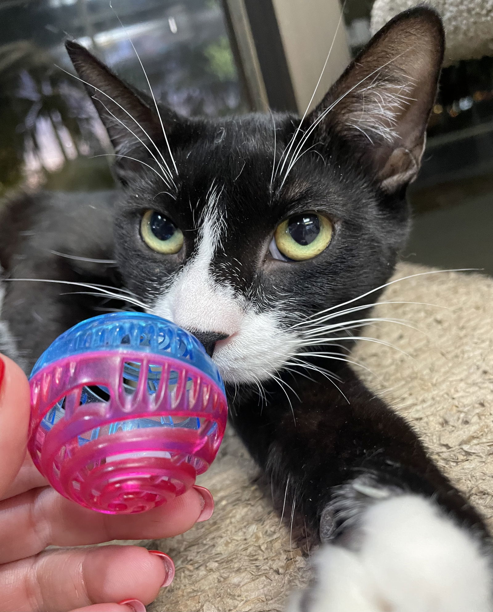 Andre, an adoptable Domestic Short Hair in Margate, FL, 33068 | Photo Image 6