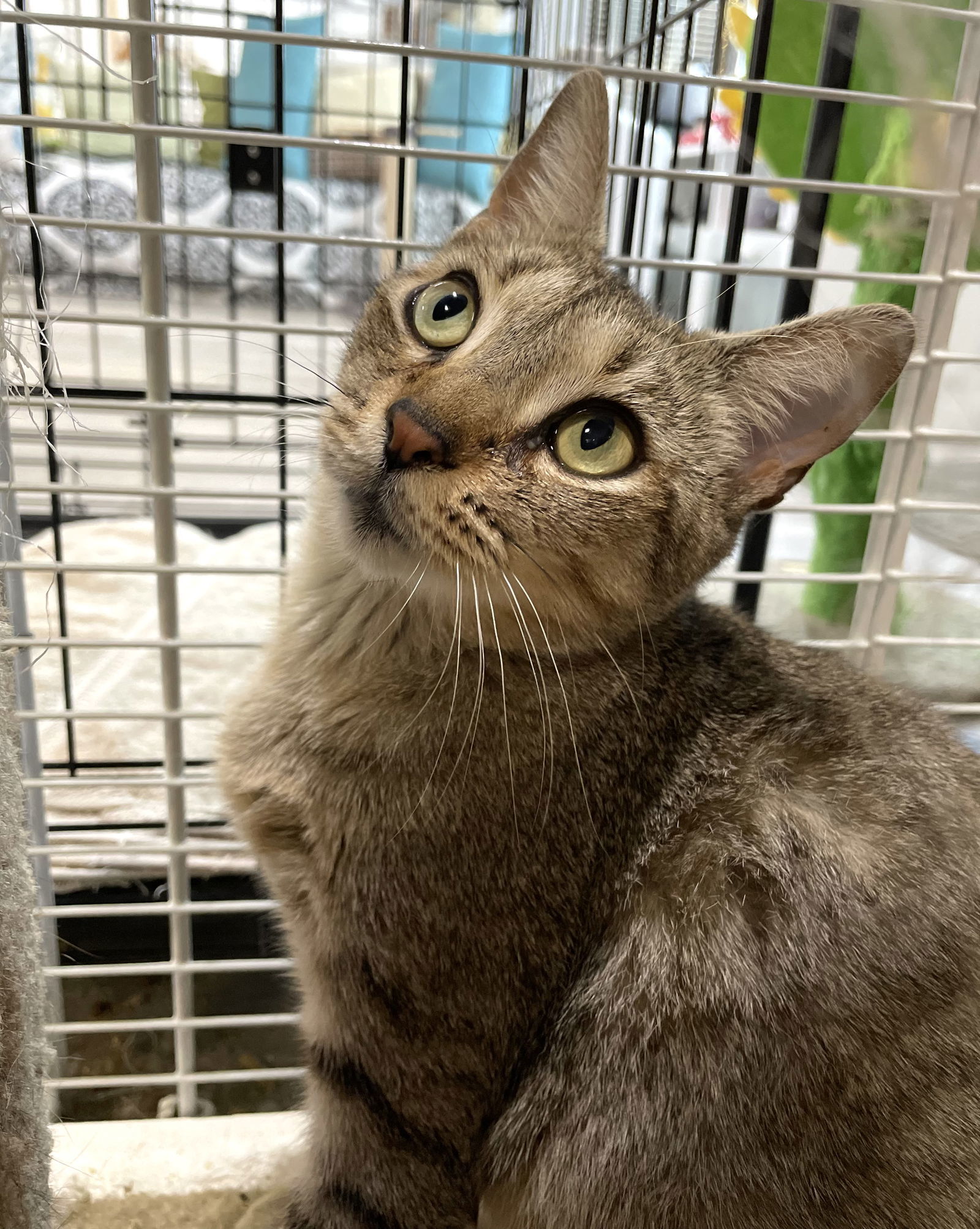 Valentina, an adoptable Domestic Short Hair in Margate, FL, 33068 | Photo Image 1