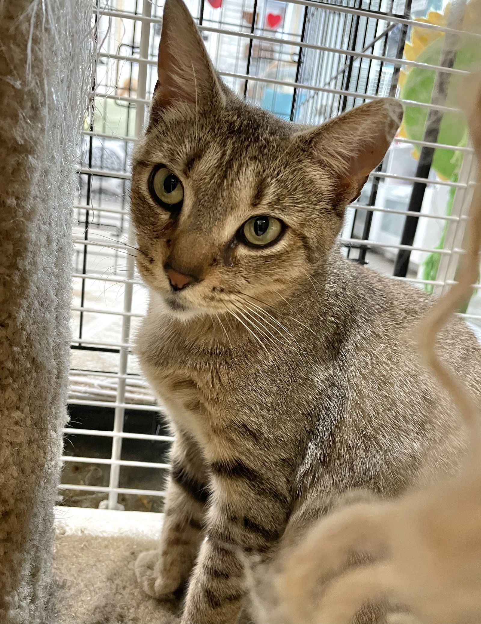 Valentina, an adoptable Domestic Short Hair in Margate, FL, 33068 | Photo Image 5