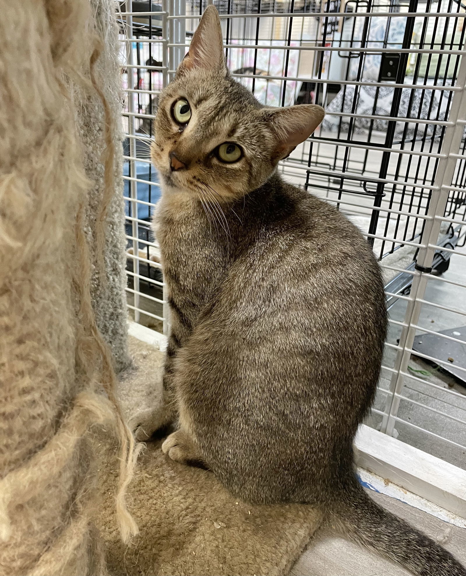 Valentina, an adoptable Domestic Short Hair in Margate, FL, 33068 | Photo Image 6