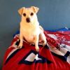 Elvis