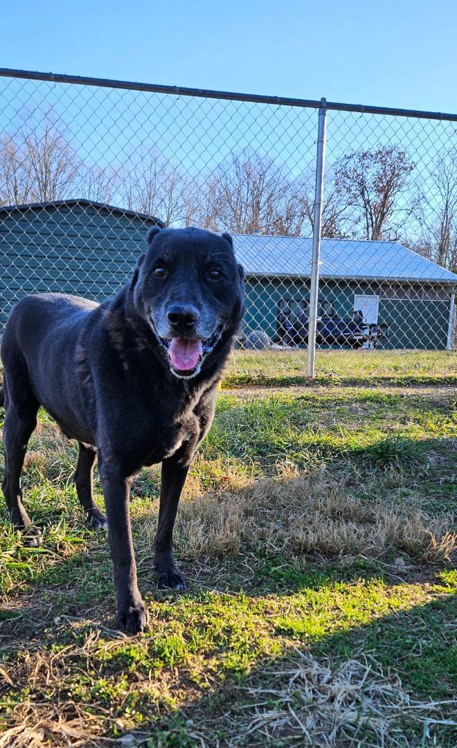 Noah, an adoptable Labrador Retriever in Reeds Spring, MO, 65737 | Photo Image 1
