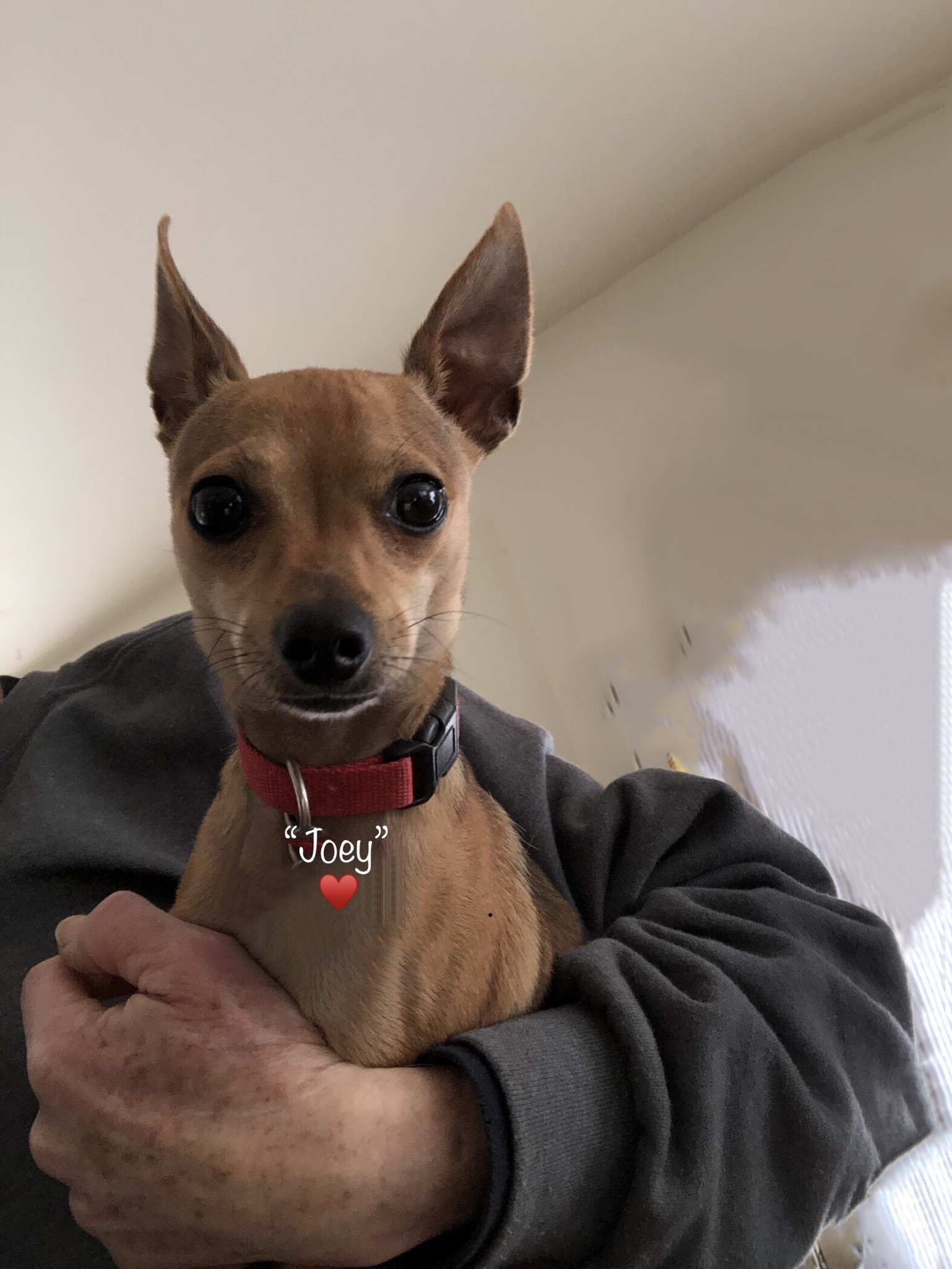 Tiny , an adoptable Chihuahua in Wilmington, VT, 05363 | Photo Image 2