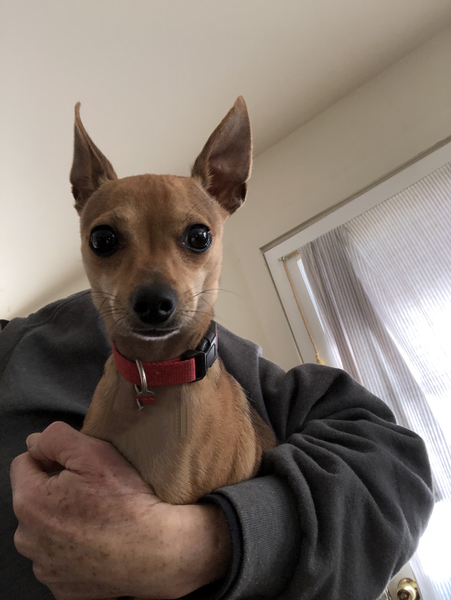 Tiny , an adoptable Chihuahua in Wilmington, VT, 05363 | Photo Image 3